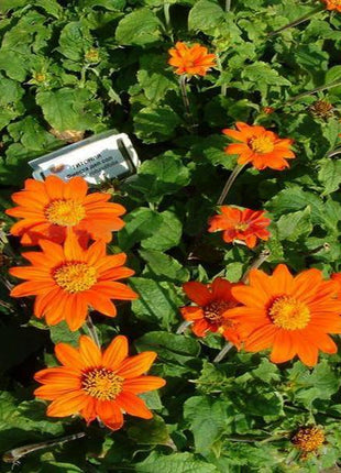 Orange Sunflower,Tithonia Speciosa Goldfinger flower Seeds