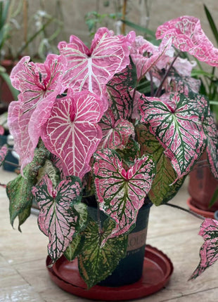 Caladium Peppermint