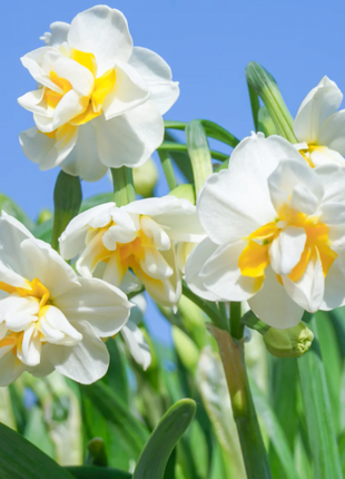 🌺White Purity - Third Generation Daffodils