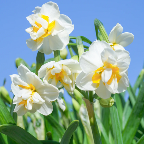 🌺White Purity - Third Generation Daffodils