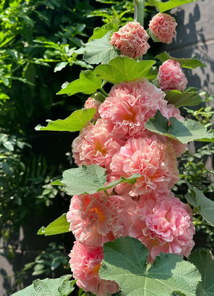 Double Hollyhock Seeds