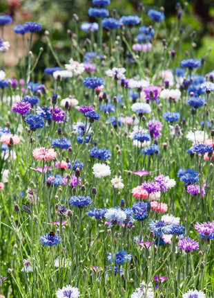 1000 Pcs Tall Double  Mixed Colors Cornflower Flower Seeds