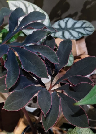 20 Pcs Tricyrtis Hirta Seeds