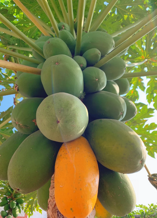 Red Heart Creamy Papaya Seeds