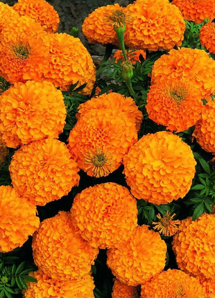 French Marigold Seeds - mixed colors - a great companion for the vegetable garden