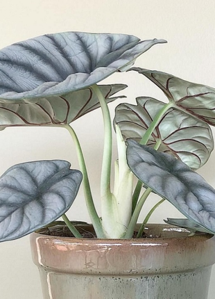 Alocasia baginda 'Silver Dragon' RARE Indoor and Outdoor Live Tropical House Plant