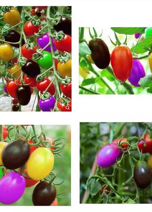 Colorful Cherry Tomatoes Seeds