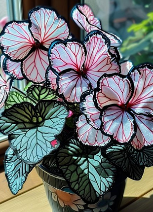 Eclipse Petal Begonia