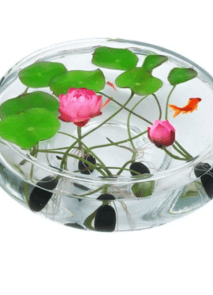 The PREMIUM BONSAI LOTUS FLOWER SEEDS