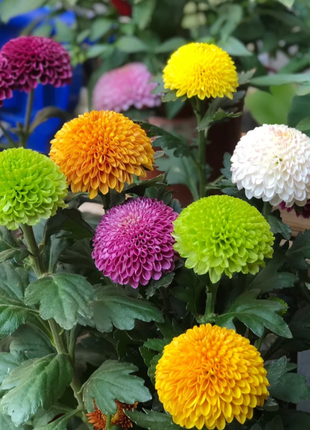 🏵️Colorful Ping Pong Chrysanthemum Seeds