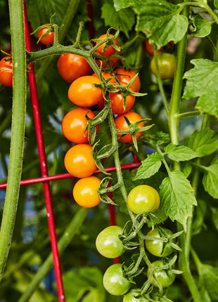 Sungold Tomato,Cherry Tomato Seeds
