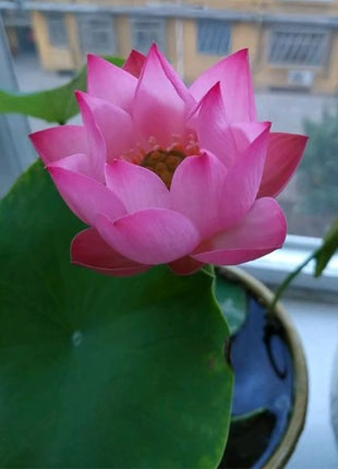 The Sacred Bonsai Lotus Flower