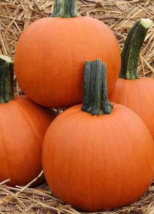 Pumpkin Bellatrix F1