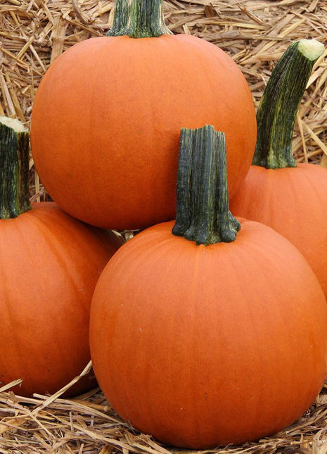 Pumpkin Bellatrix F1