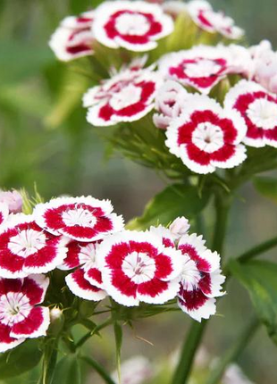 WEE Willie Dwarf SWEET WILLIAM Mixed Colors Dianthus Barbatus Flower Seeds