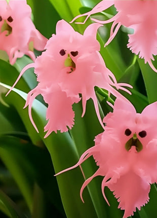 🦊Multicolor Cat Face Orchid Seeds
