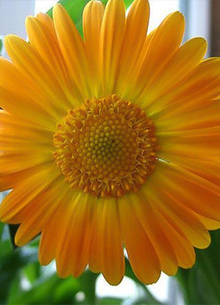 Golden yellow gerbera flower seeds, sun flower