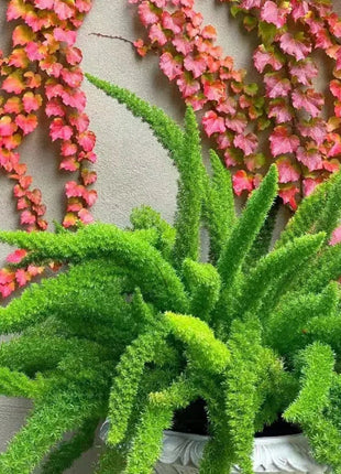 Asparagus Meyeri 'Foxtail Fern' Seeds