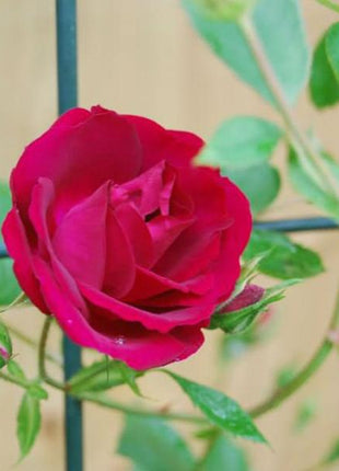 Alitissimo Climbing Rose Seeds