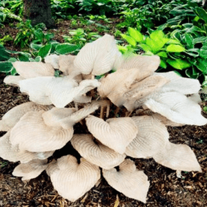 Mixed Hosta Perennials Flower Rare White Lace Lily Seeds