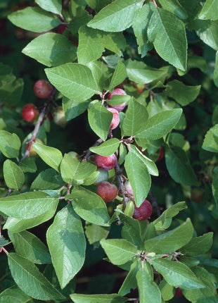 Prunus maritima