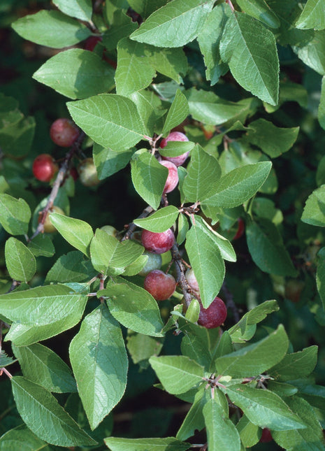 Prunus maritima