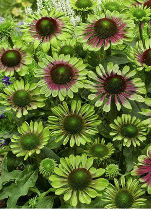 Purple Coneflower Seeds Echinacea Purpurea Seeds