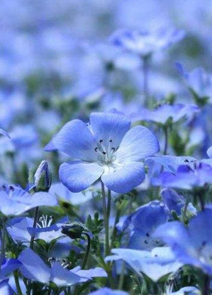 Lobelia Seeds - One of the best edging plants