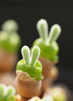 500Pcs Monilaria Obconica Bunny Seeds – Rare, Adorable Succulent for Indoor and Outdoor Gardening, Perfect for Unique Plant Displays