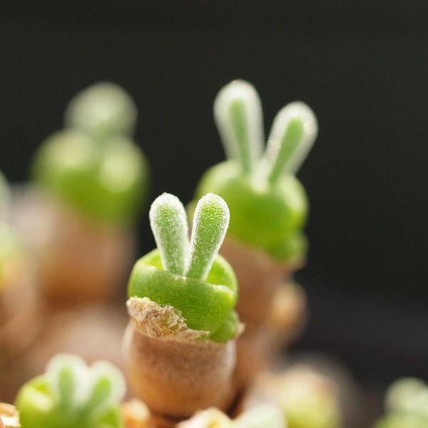 500Pcs Monilaria Obconica Bunny Seeds – Rare, Adorable Succulent for Indoor and Outdoor Gardening, Perfect for Unique Plant Displays