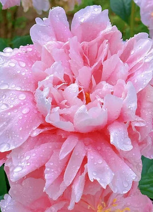 🔥LAST DAY 45% OFF🌺THE QUEEN OF FLOWERS—DOUBLE PETALED PIANI