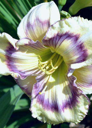 Daylily Hybrid Flowers Seeds, Hemerocallis Hybrid, 20pcs/pack