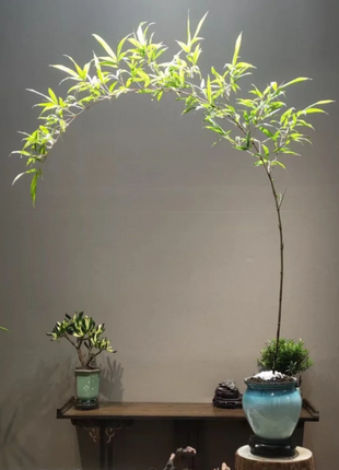 🎋Ornamental Miniature Purple Bamboo——“Lucky Feng Shui Bamboo”