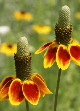 50 Pcs RARE MEXICAN HAT SEEDS