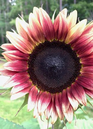 100 Pcs Strawberry Blonde Hybrid Sunflower Seeds