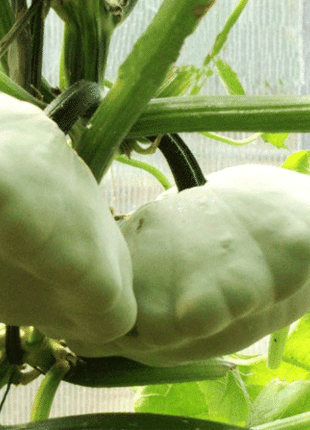 Rare and exotic pumpkin seeds