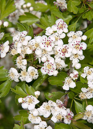 Hawthorn Seeds