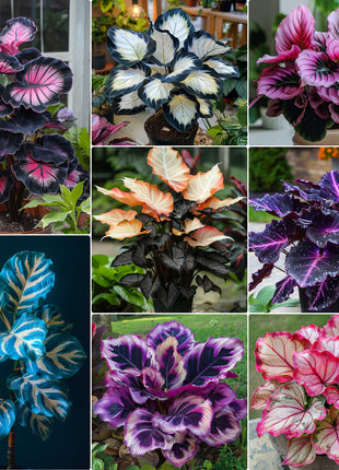 Spectra Leaf Calathea