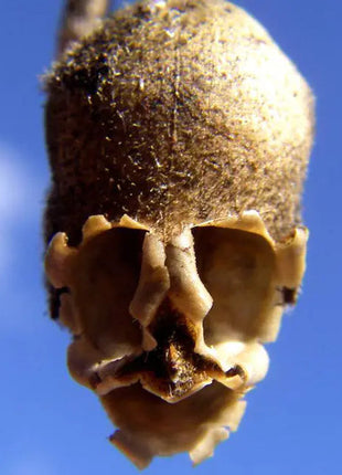 Snapdragon's Skull Flower Custom Mix Seeds