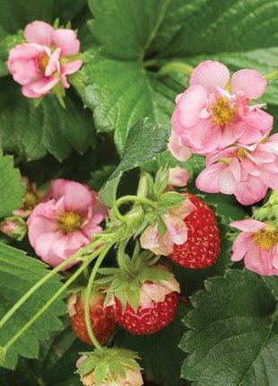 Berried Treasure Pink Strawberry