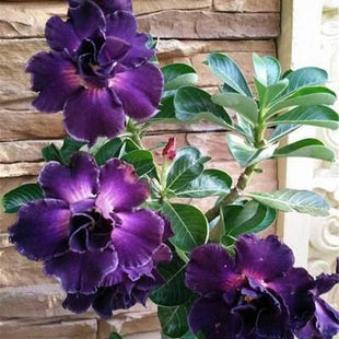 2 Pcs Rainbow Desert Rose Seeds