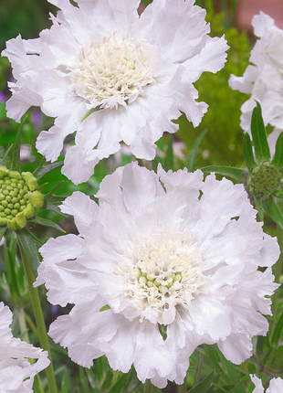Scabiosa Comosa Seeds