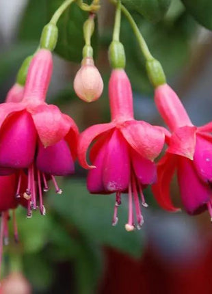 Fuchsia Hybrida Voss Seeds The fairy flower