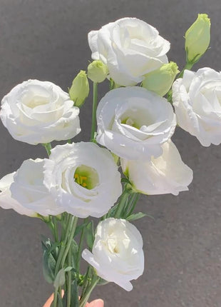 🌺Lisianthus – Sincere Love