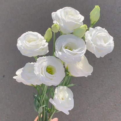 🌺Lisianthus – Sincere Love