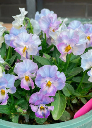 💐 Pansy Winter Elf Series - I Miss You Endlessly