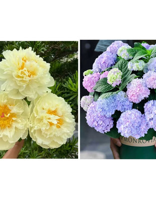 🔥LAST DAY 45% OFF🌺THE QUEEN OF FLOWERS—DOUBLE PETALED PIANI