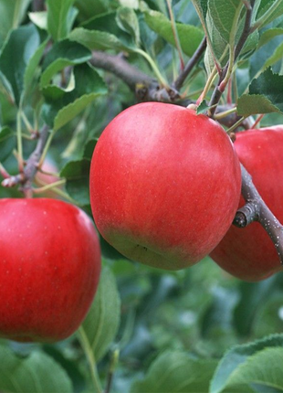 Organic Heirloom Deep Apple Seeds