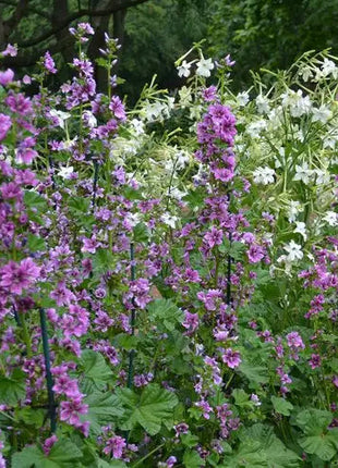 French Mallow Seeds (Malva sylvestris)
