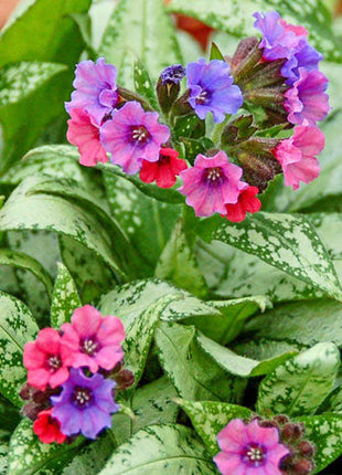 Silver Bouquet Lungwort